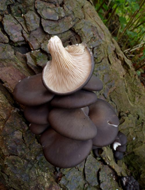  Infrequent darker upper surface and clustered gills beneath on horse chestnut in Hatfield, Essex.